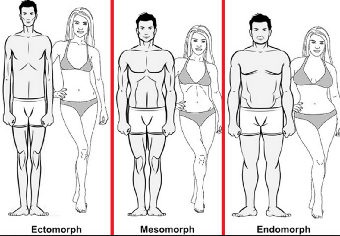 ectomorph mesomorph endomorph