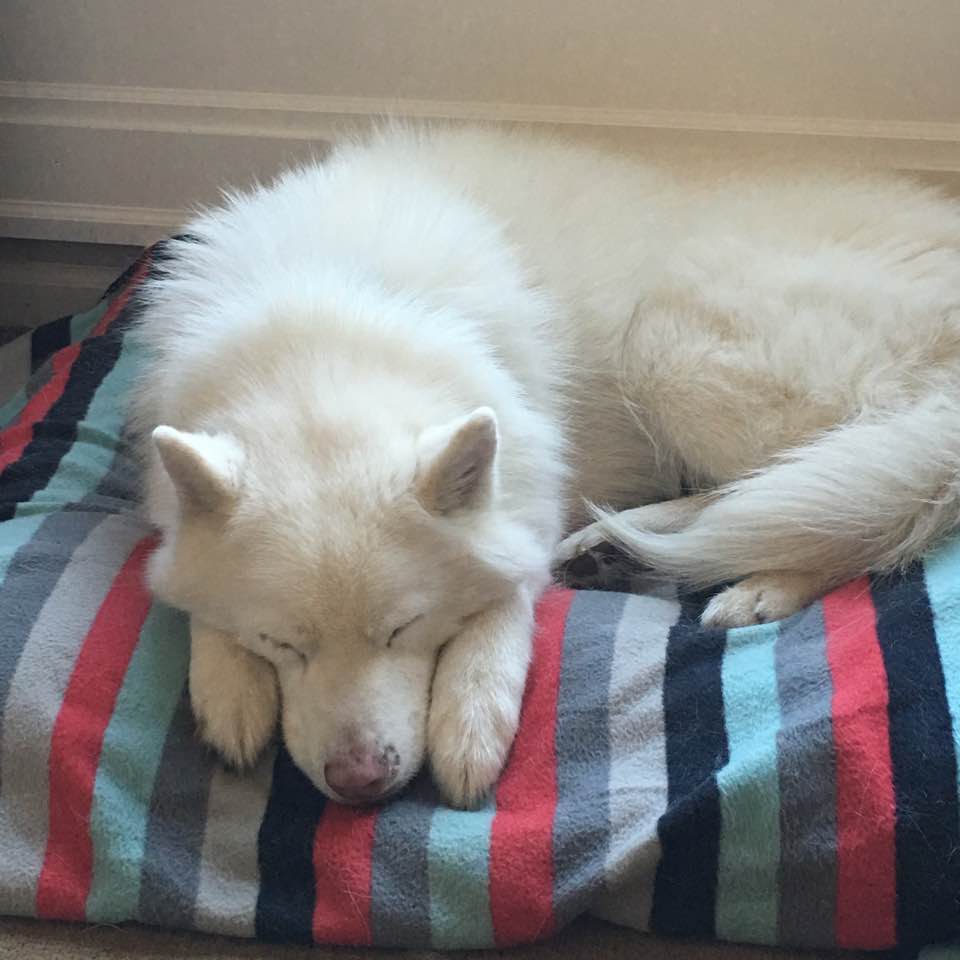 white-siberian-husky-sleeping